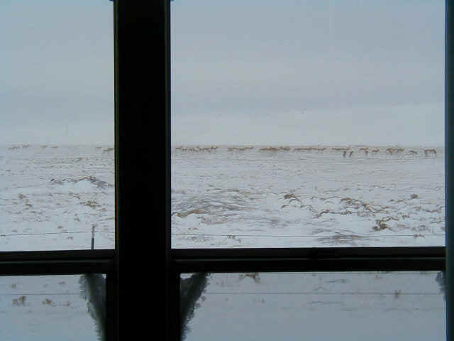 Antelope during winter storm.jpg (47614 bytes)